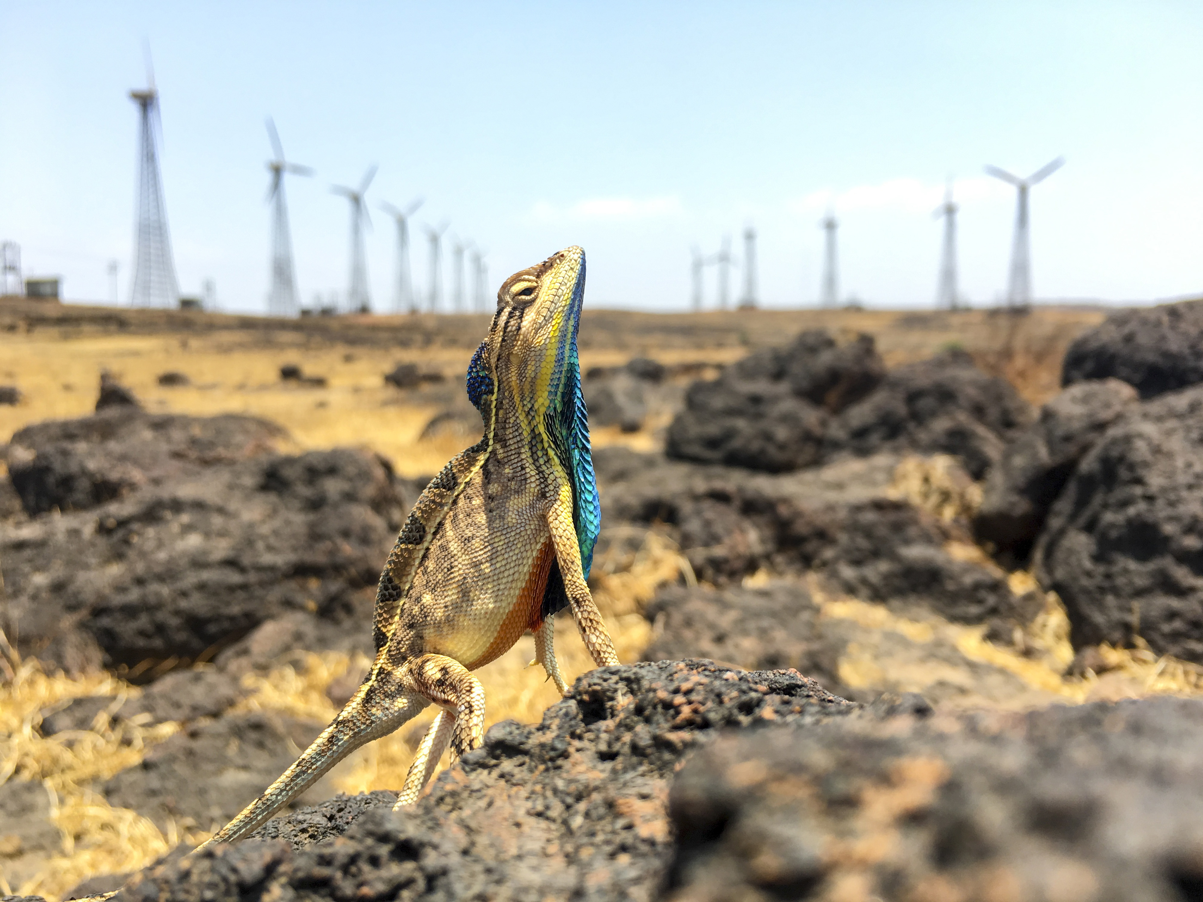 Lizard sunbasking in front of a distant wind farm.