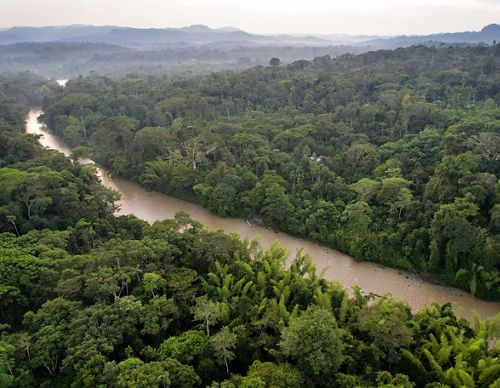 aerial of a narrow river of light brown water cutting through a dense rainforest full of dark green trees