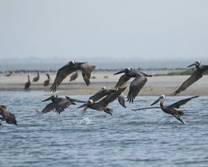 A large group of brown pelicans take flight, skimming the ocean surface.