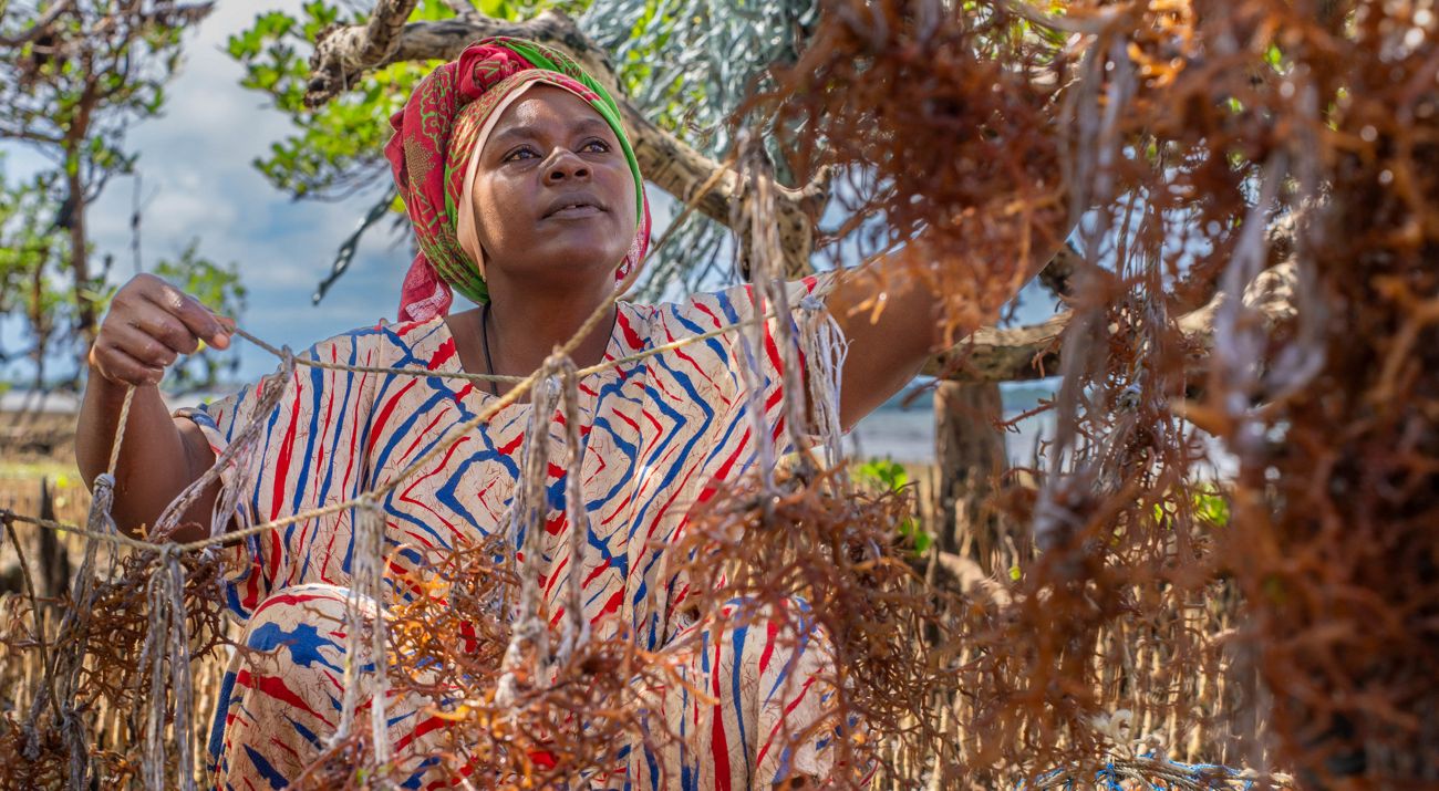 A woman sits on a rock, holding a rope covered in seaweed seedlings in both hands.