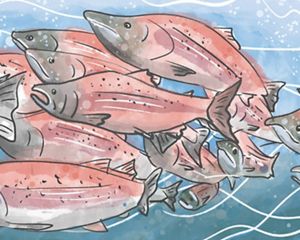 Illustration of a group of salmon swimming together.
