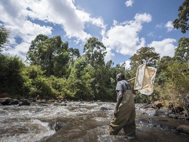 View of man stepping through a river for monitoring efforts in Kenya.