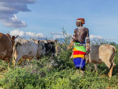 A young man dressed in colorful beads and a sarong stands among cattle in a Kenya grassland.