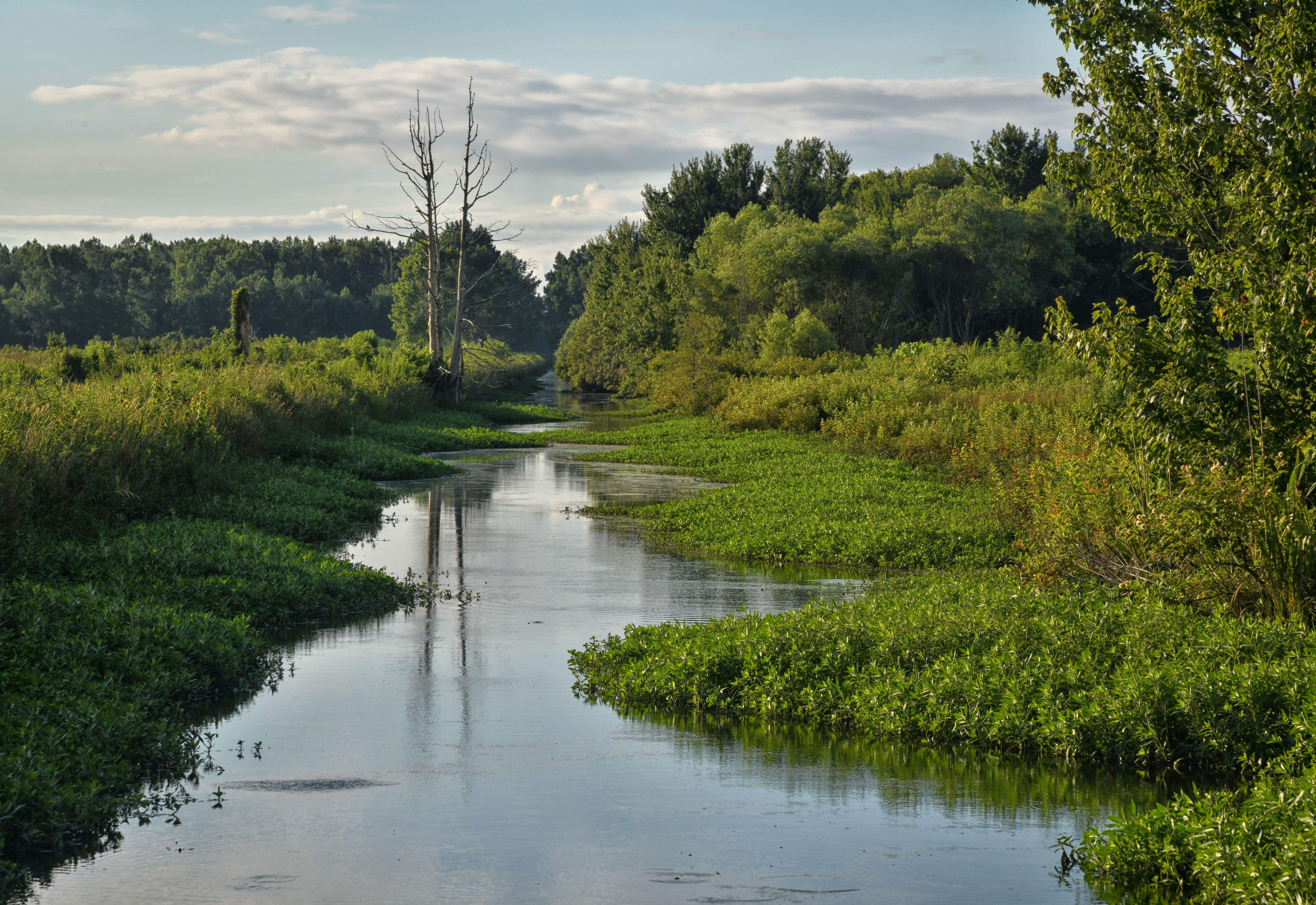 ponds with vegetation all around.