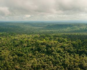 Aerial view of the Amazon rainforest in Brazil.