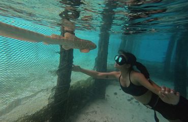 A person snorkels underwater and looks at a fish.