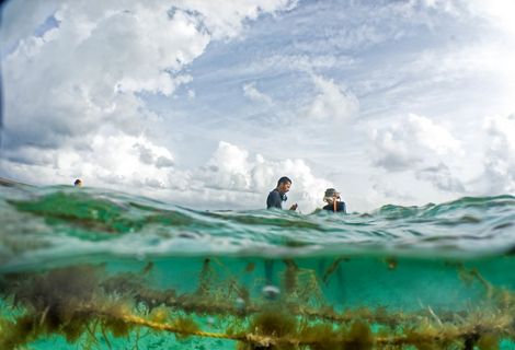 In this view from under and above water, two people in wetsuits harvest seaweed from the waters of Belize.