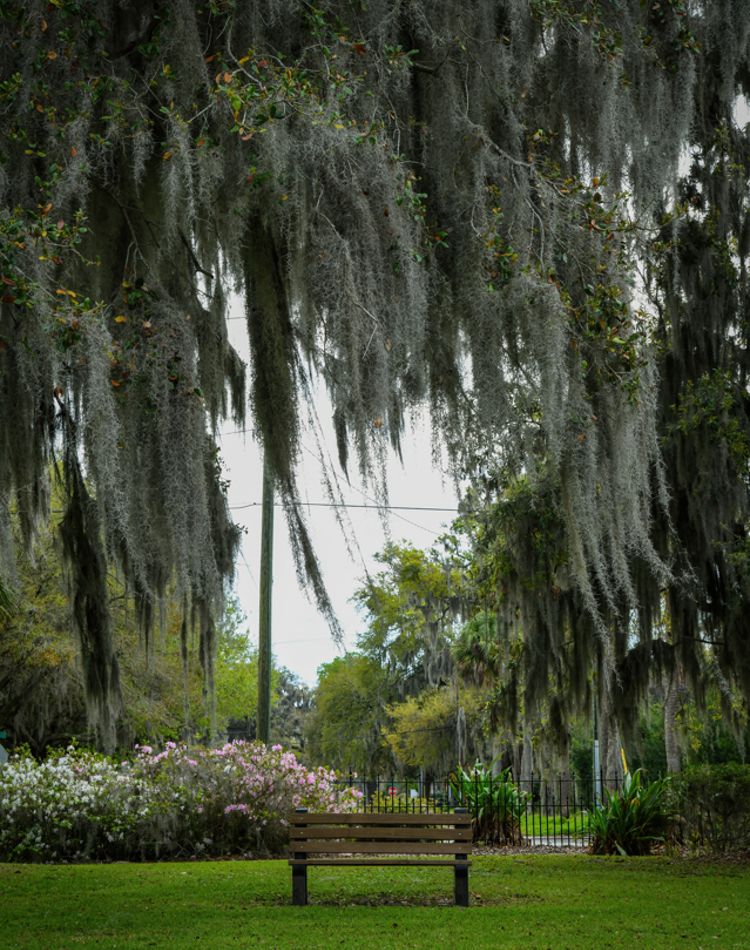 Bench is surrounded by an oak tree draped in moss.