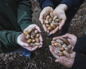 three pairs of hands holding acorns.