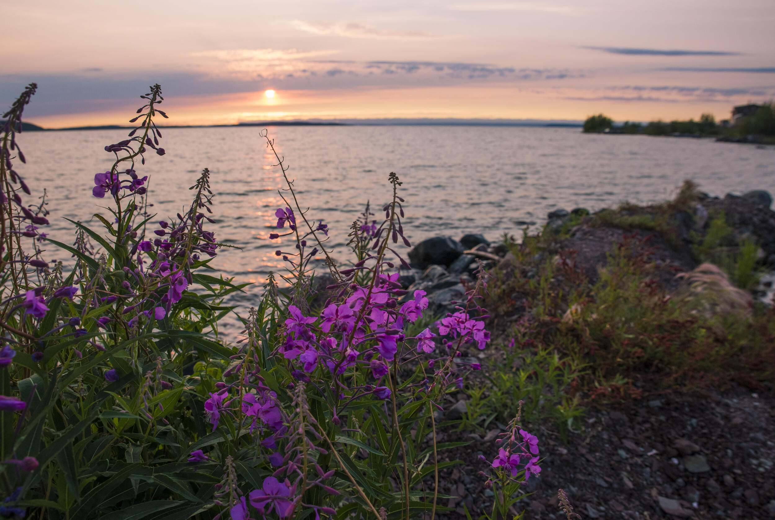 Flowers and sea in background.