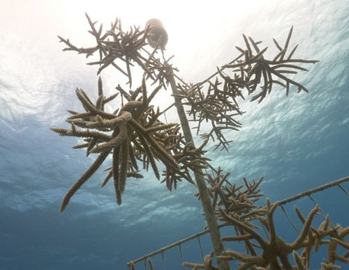 a coral tree underwater upward view