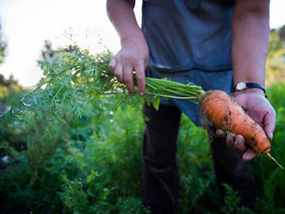 Photo of a man's hands holding a freshly picked carrot from a field.
