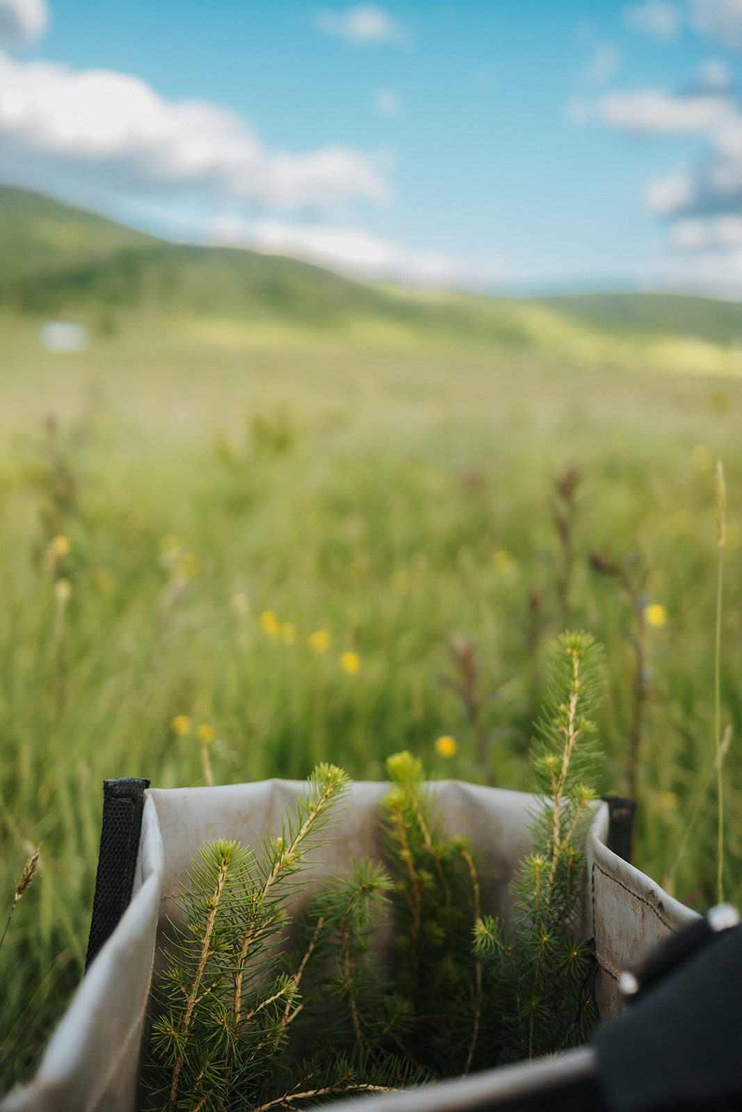 a red spruce seedling grows in a field.