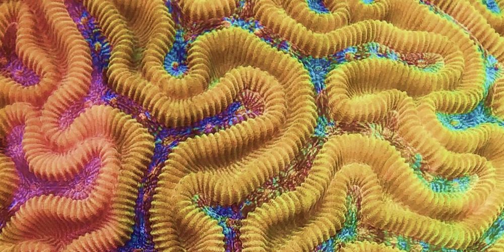 a colorful coral close up.