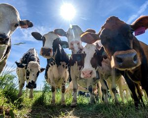 A group of cows look down into the camera, which is placed on the ground, on a Wisconsin farm.