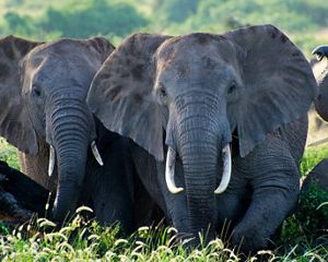 in front of Mount Kilimanjaro in Amboseli National Park, Kenya.