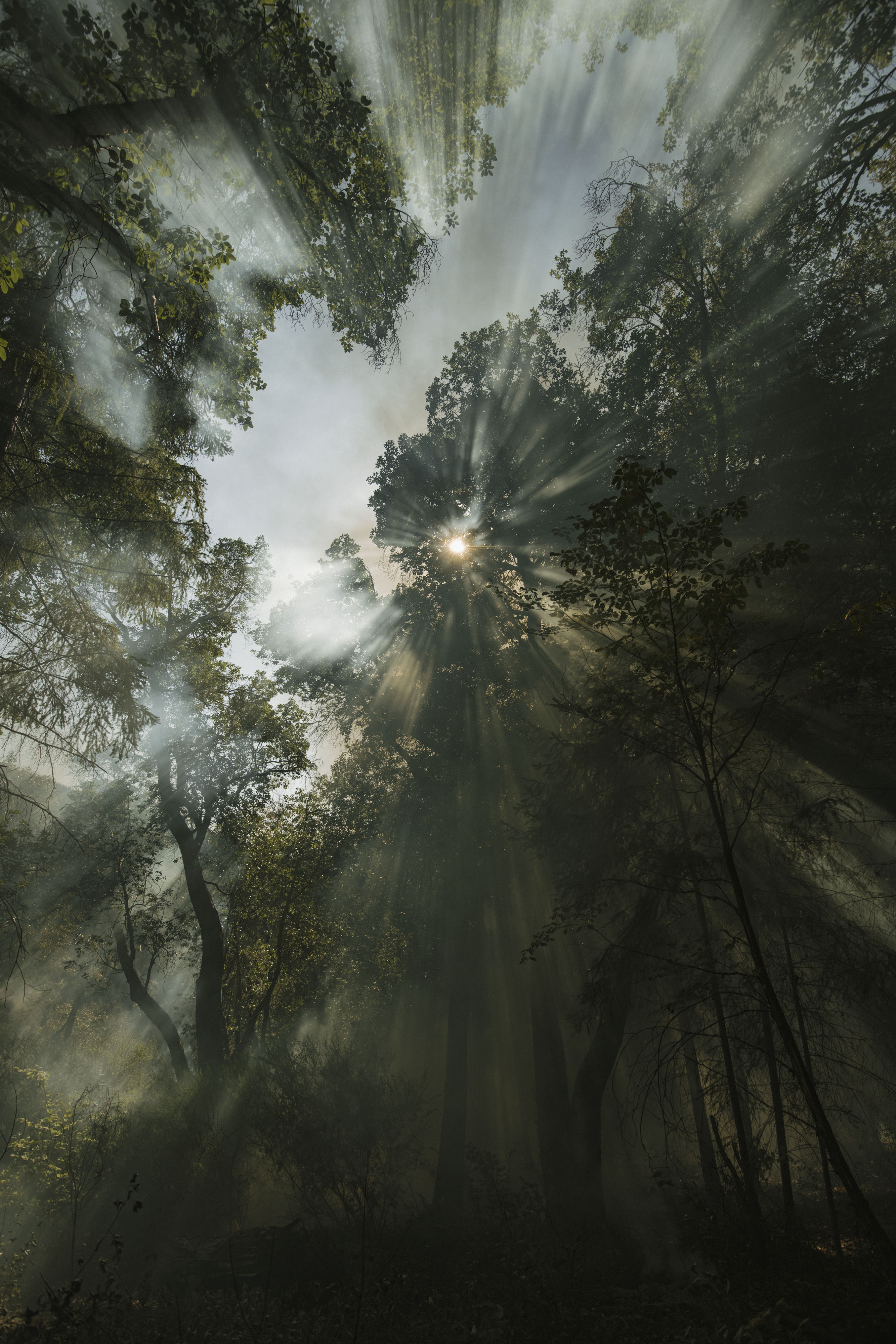 Smoke from an indigenous prescribed burn filters through the forest canopy on Yurok lands, near Weitchpec, CA in October.
