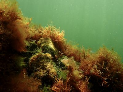 underwater reef with visible plant life and oysters.