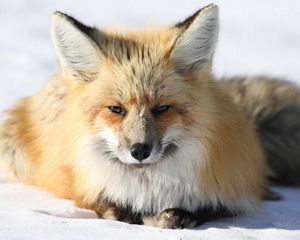 A fox in the snow.