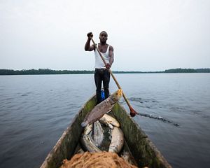 A man stands in a boat full of fish.
