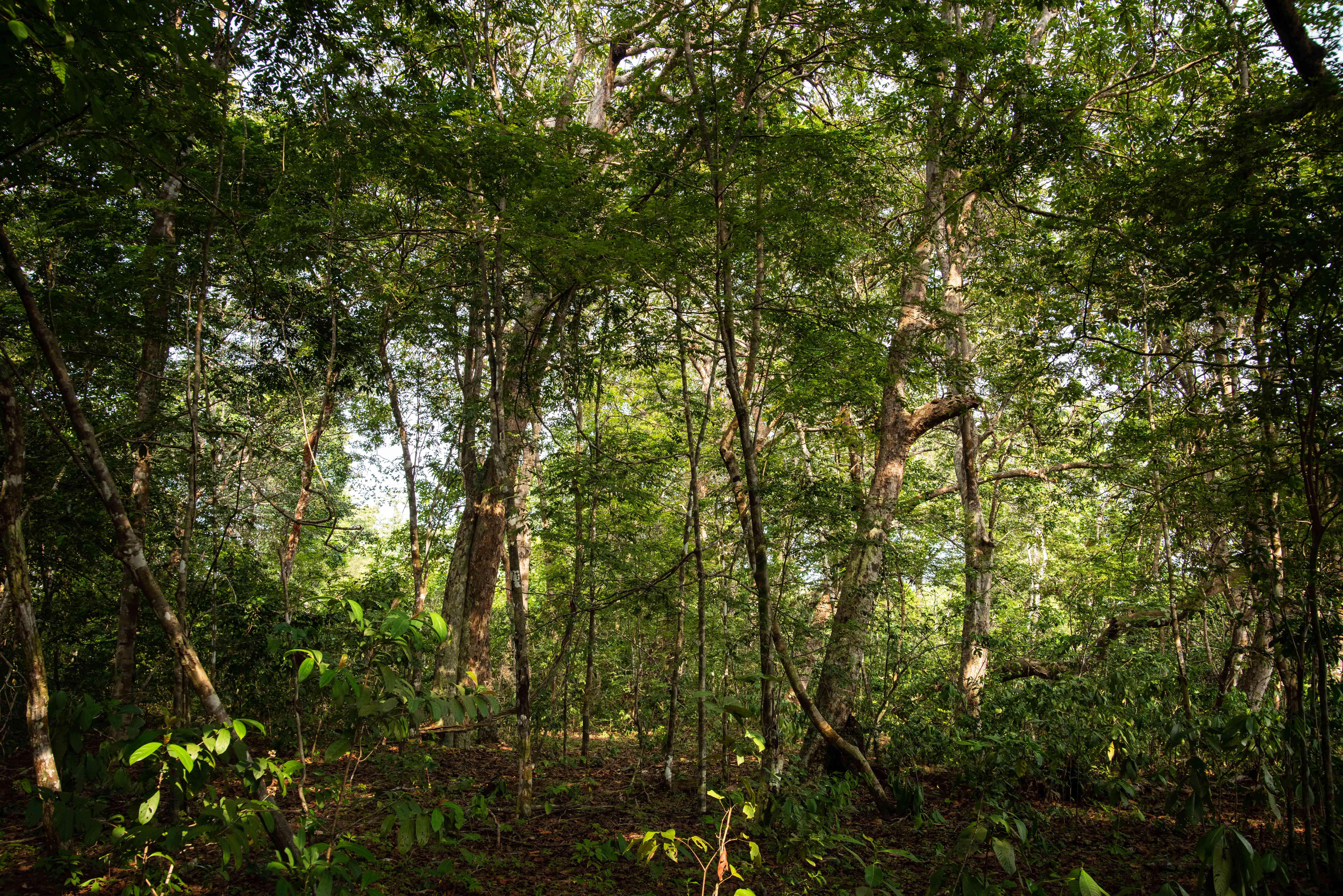 A forested area.