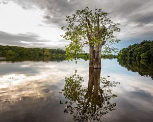 large tree reflected in a lake.