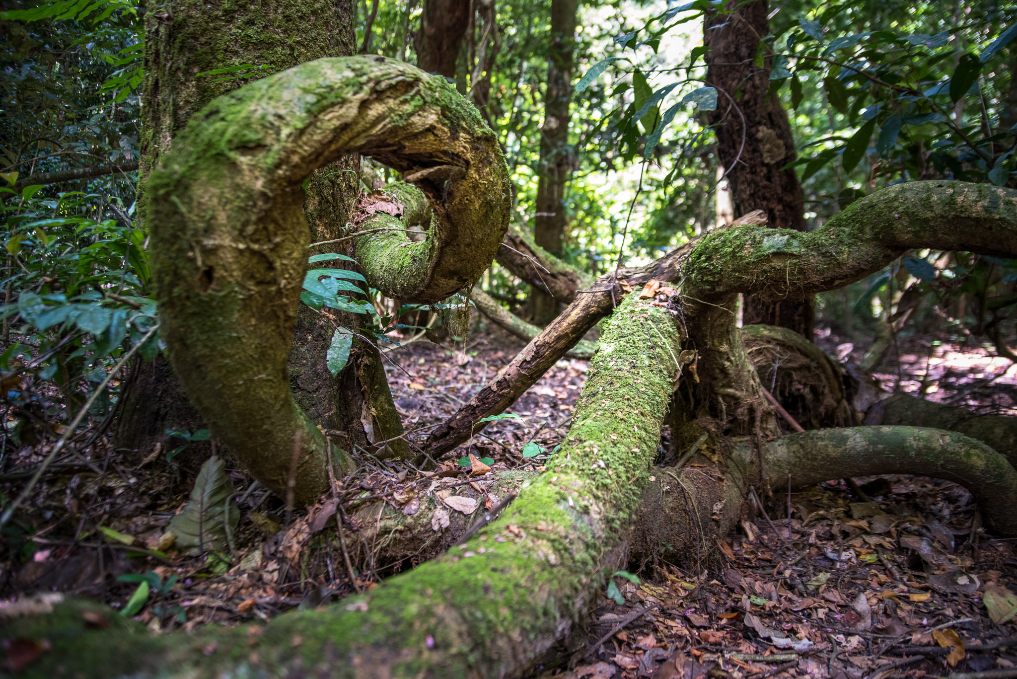 roots and branches form loops on a forest floor.