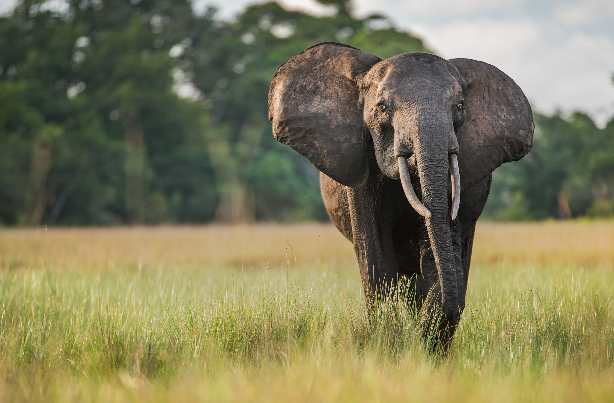 An elephant, facing the camera. stands in a field of grasses with trees in the background.