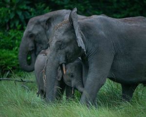 A young African elephant snuggles up to its mother while another adult elephant stands in the background.