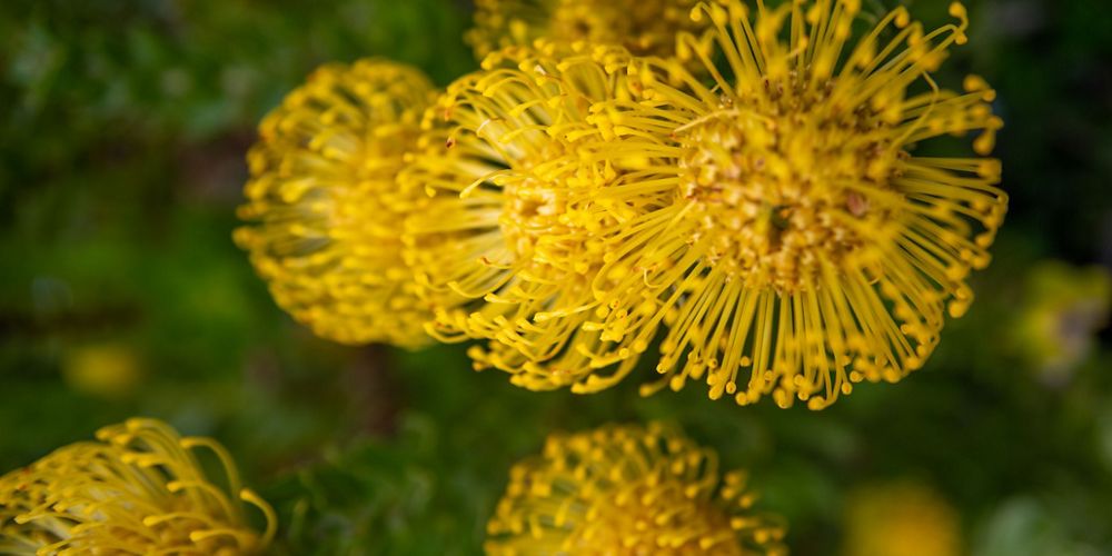 A closeup view of a yellow flower.