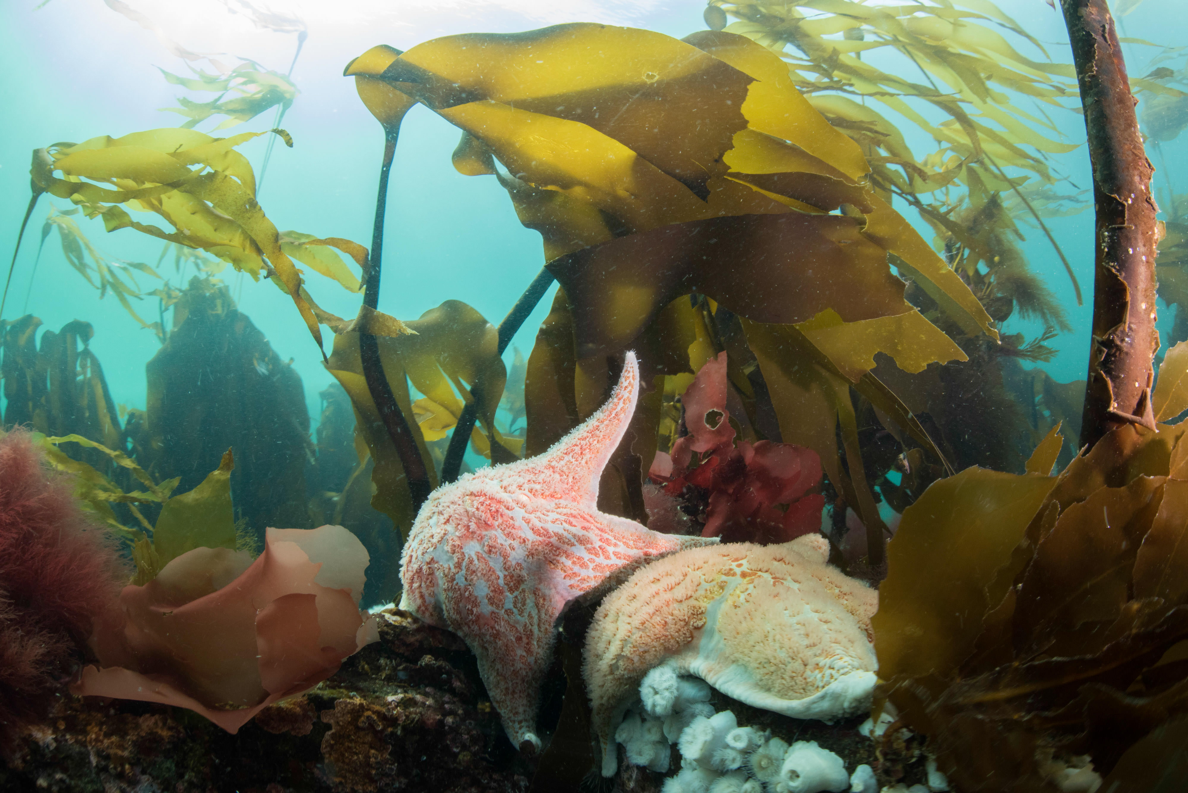Underwater view of a starfish and corals with kelp.