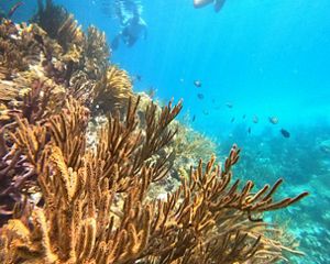 A coral reef with fish swimming nearby.