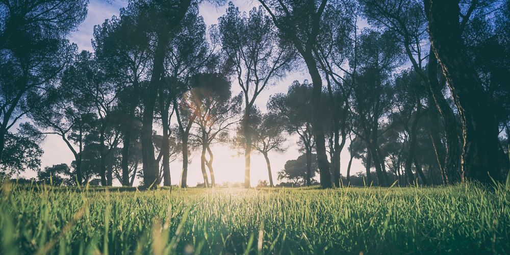 Sun shining through trees in an urban forest.