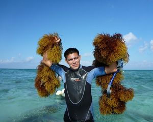 A person in a wet suit - half in water - smiles and holds up harvested seaweed in his hands.