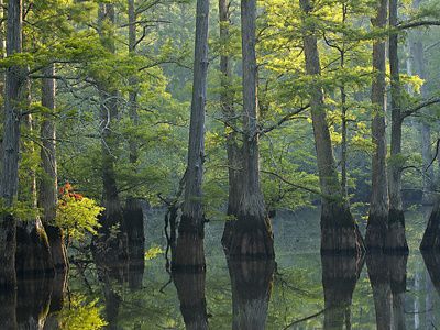 Cypress trees reflected in the water at sunrise at Swan Lake, Hatchie National Wildlife Refuge, Tennessee.