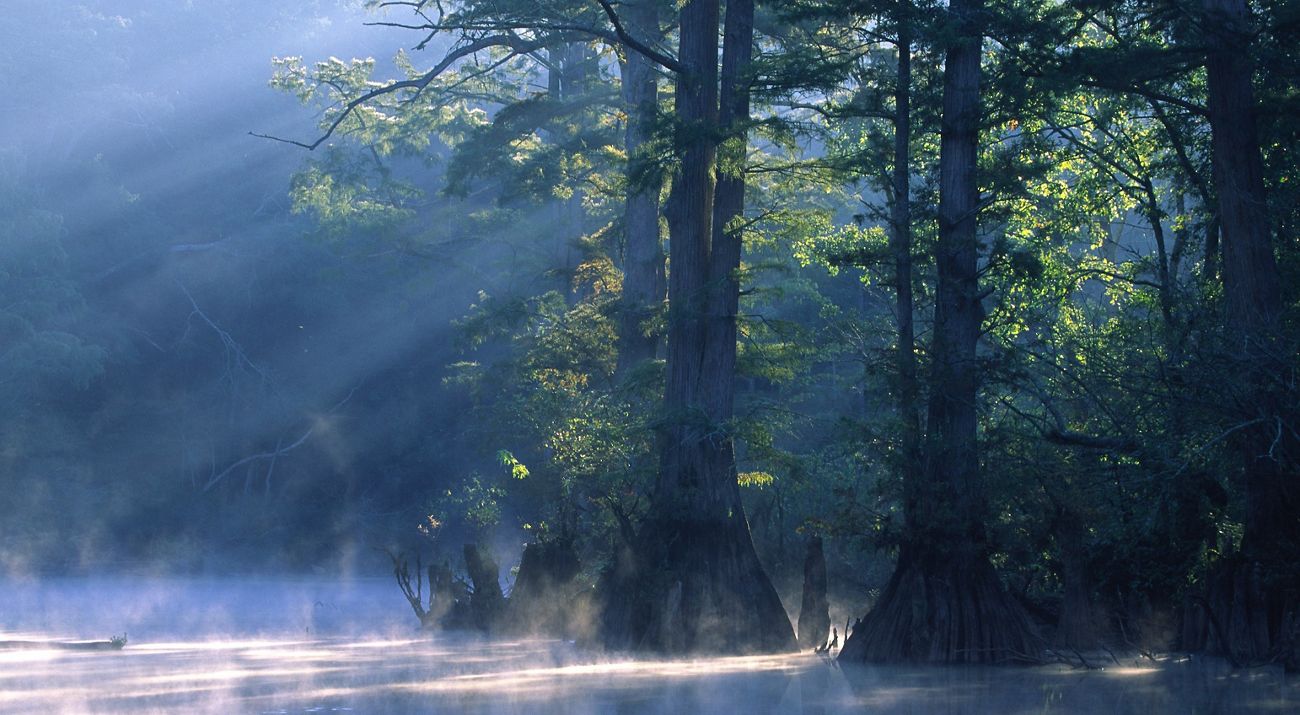Trees over swamp with fog.