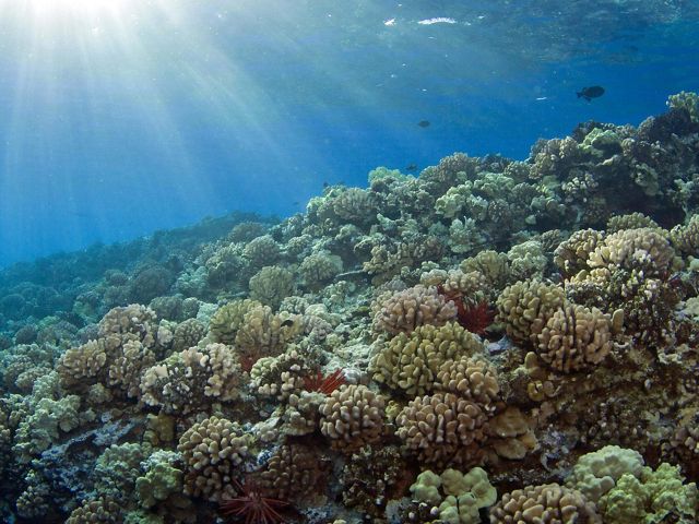 Sunlight filters through crystal clear ocean water onto a thriving coral reef.
