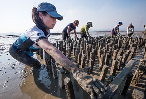 Building an oyster reef off of Hong Kong