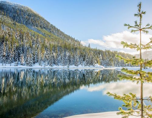 Snowy tree next to a lake.