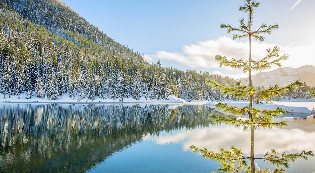 Evergreen forest reflecting on pond.