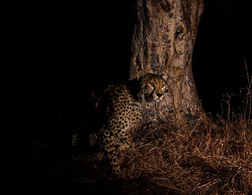 A cheetah rests near the trunk of a tree.