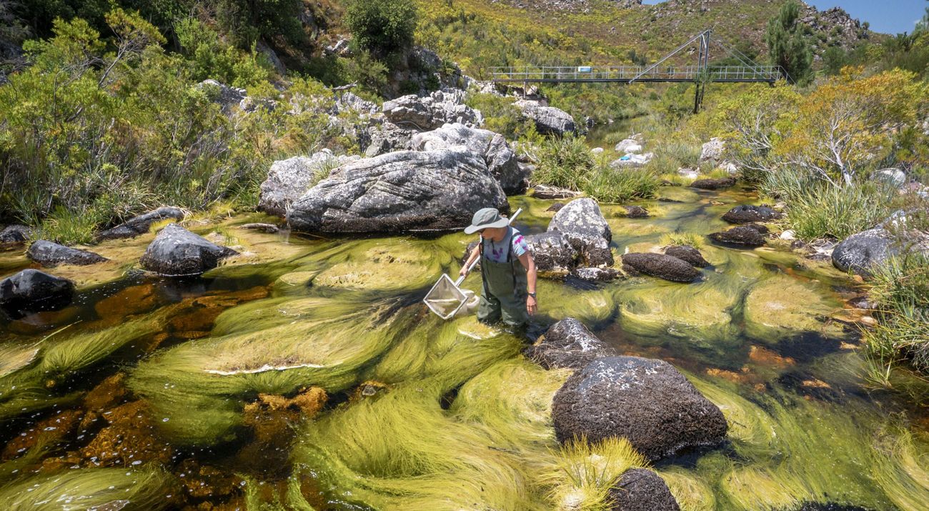 A scientist standing in a river sampling invasive plants with a net. 