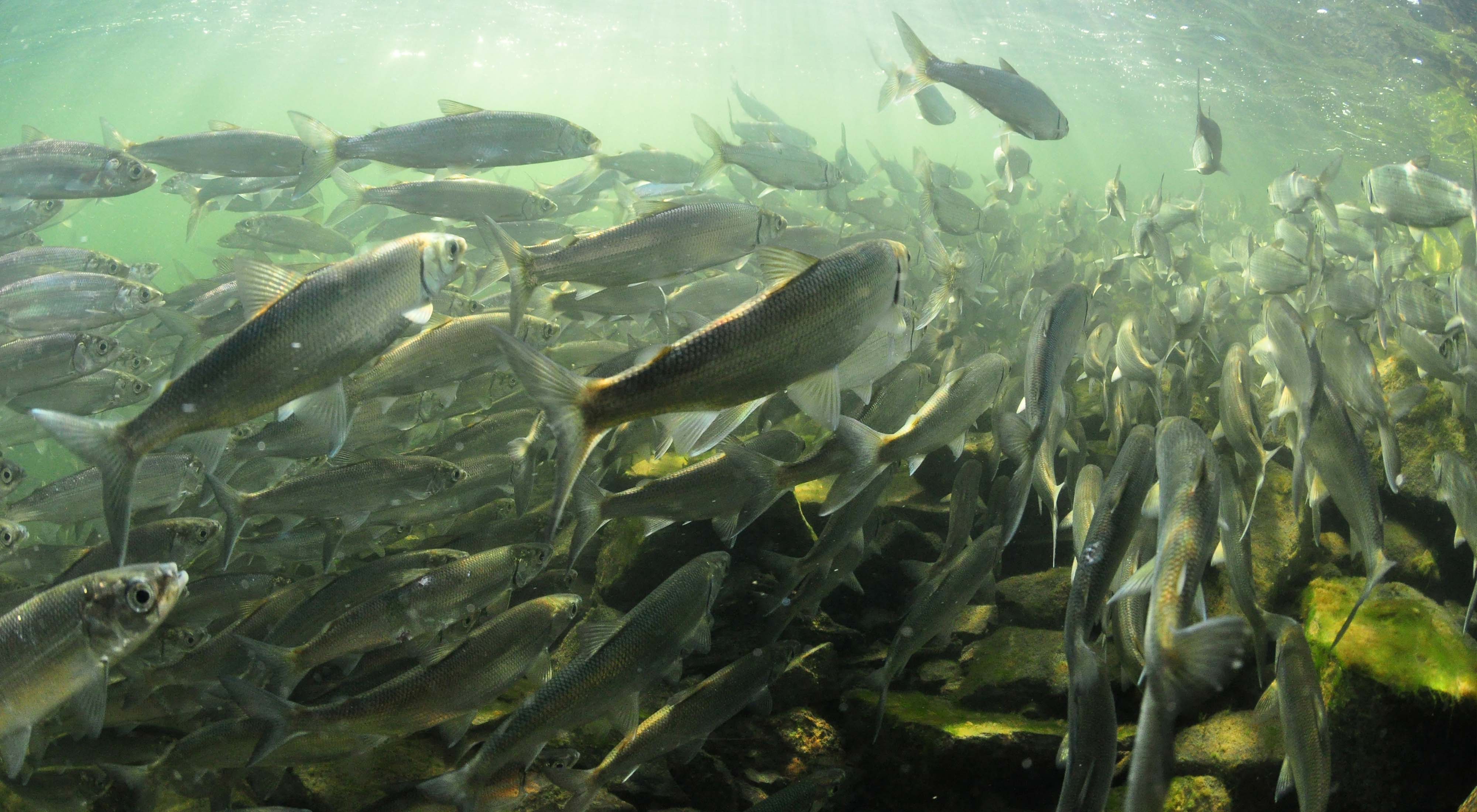 A large school of lake herring swim through water.