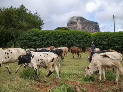 A group of cattle graze in a pasture surrounded by greenery.