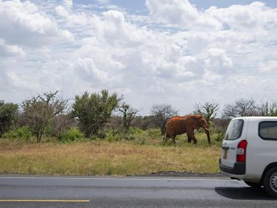 An elephant walks alongside a road with a car passing by.