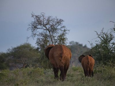 Two elephants walk away, towards grassland and trees.