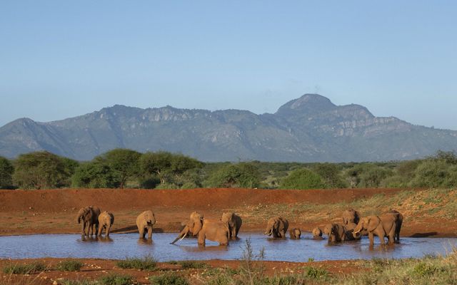 A group of elephants stand in a shallow pool of water in front of red dirt and green trees, with mountains in the distance behind them.
