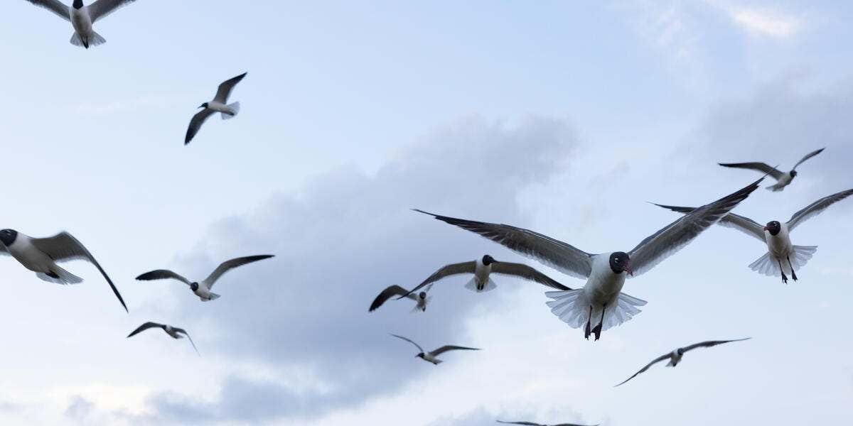 A flock of laughing gulls (Leucophaeus atricilla) fly toward the camera on Marsh Island, Alabama.