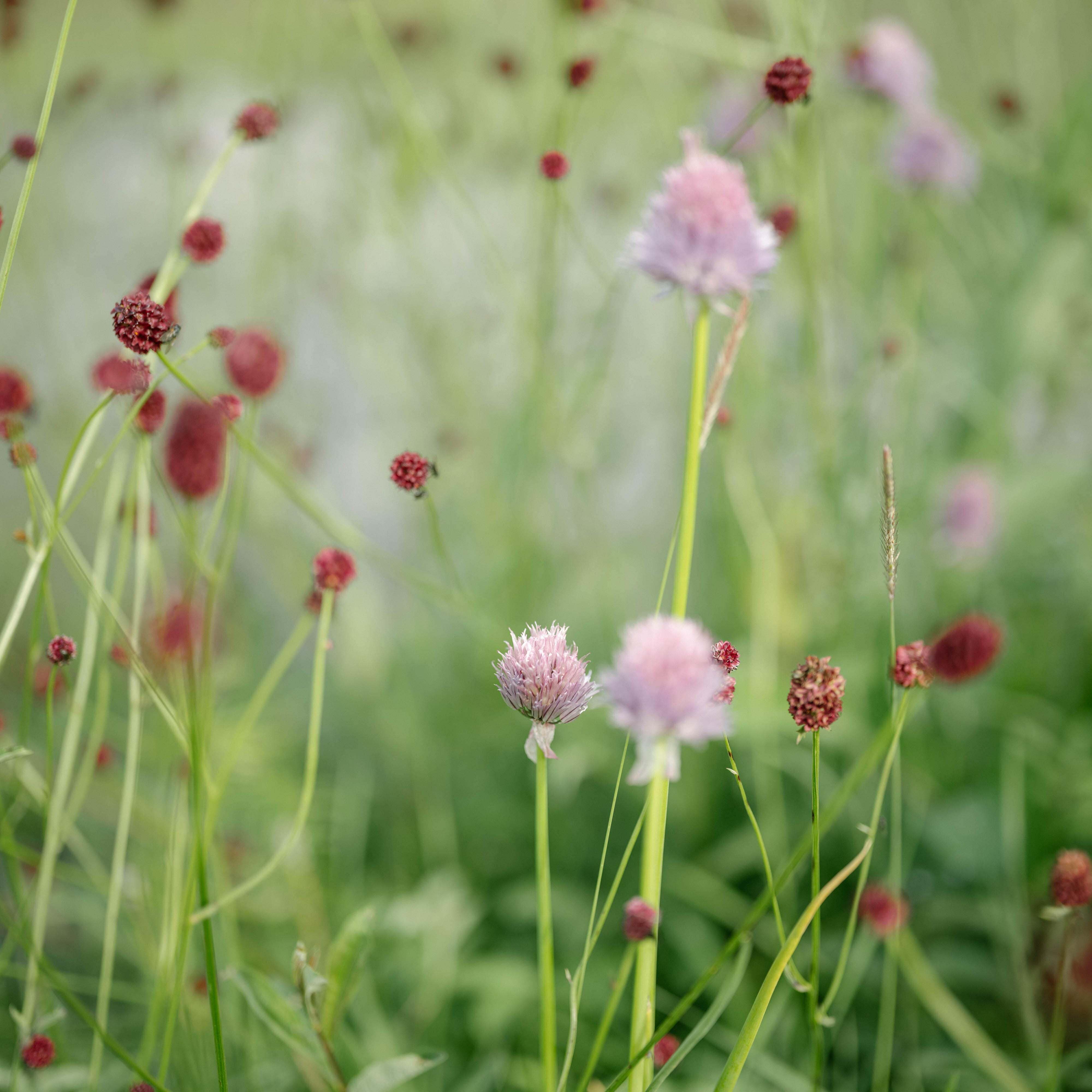 A close up of a flower.