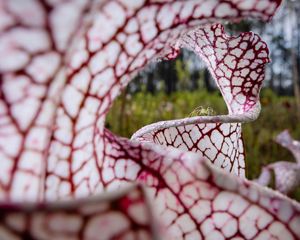 A green lynx spider traverses the slippery rim of a carnivorous pitcher plant in Bay Minette, Alabama.